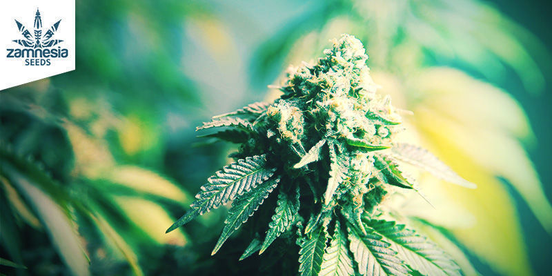 Gorilla Glue (Zamnesia Seeds) feminizovan&aacute;