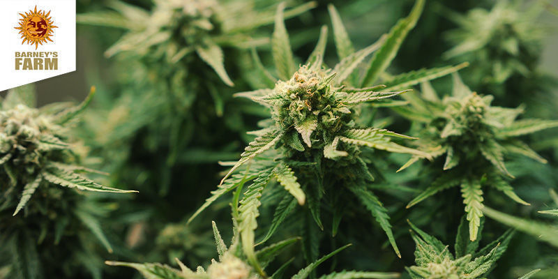 Laughing Buddha (Barney's Farm) Feminizovan&aacute;