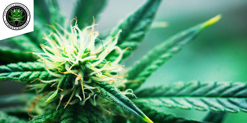 Strawberry Sour Diesel (Devil's Harvest) feminizovan&aacute;