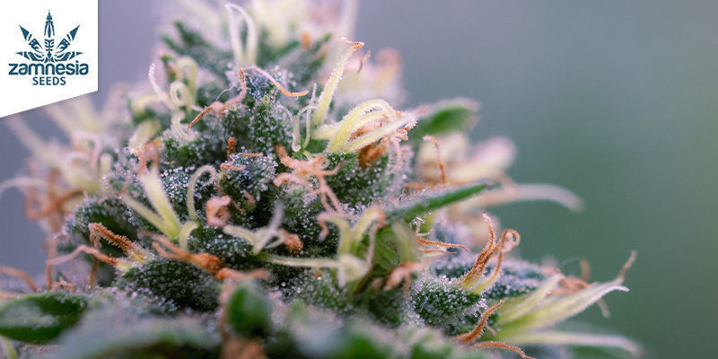 White Widow (Zamnesia Seeds) feminizovan&aacute;