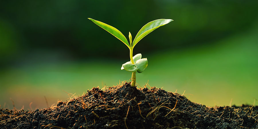 Cytokininy (zeatin) konop&iacute;