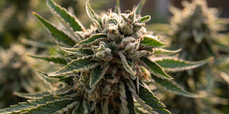Sticky Beast Automatic (Zamnesia Seeds) Sticky Beast Automatic (Zamnesia Seeds)