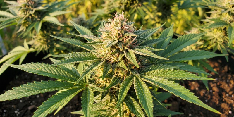 Bubblelicious (Nirvana Seeds) Bubblelicious (Nirvana Seeds)