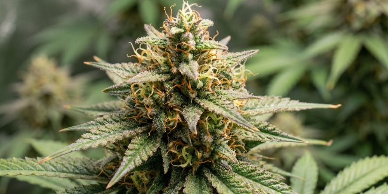 Blue Dream (Zamnesia Seeds) Blue Dream (Zamnesia Seeds)