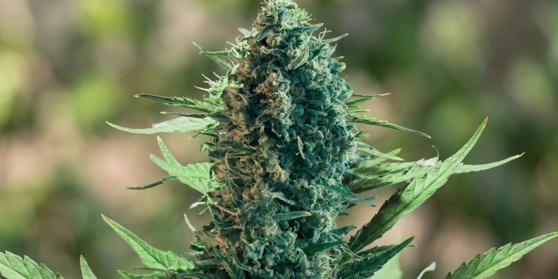 Royal Medic (Royal Queen Seeds) Royal Medic (Royal Queen Seeds)