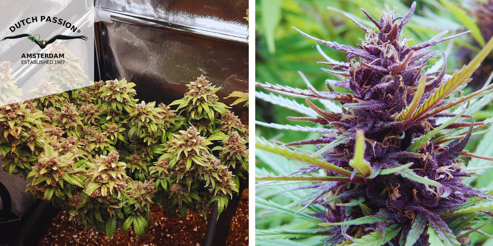 3. Durban Poison (Dutch Passion)