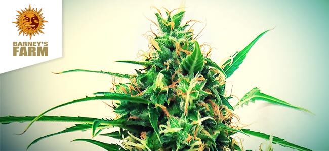 Critical Kush Auto (Barney&rsquo;s Farm)