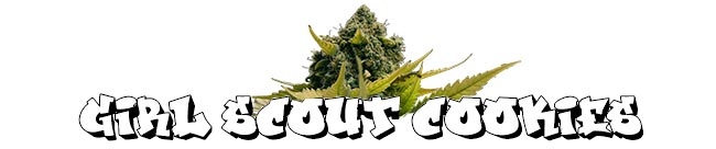 Girl Scout Cookies &mdash; Zamnesia Seeds