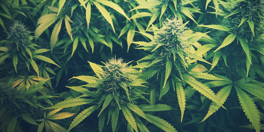 Odkud poch&aacute;z&iacute; CBD?