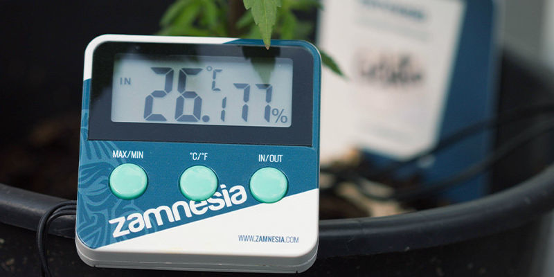 2&ndash;3 Weeks Before Harvest