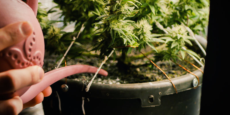 48 hodin před sklizn&iacute;