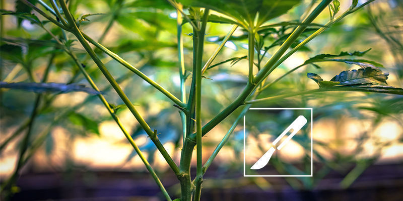 7&ndash;10 dn&iacute; před sklizn&iacute;