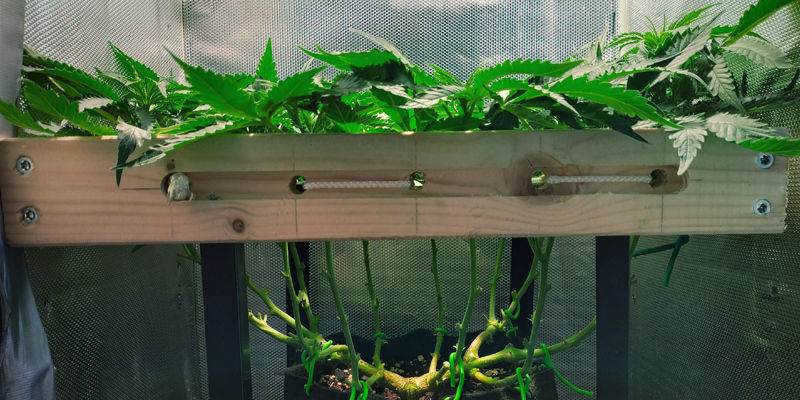 Proč je &bdquo;dobr&yacute;&ldquo; stres důležit&yacute; pro tvorbu trichomů?