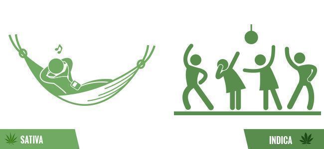 Chyby kuř&aacute;ků: Indika vs sativa