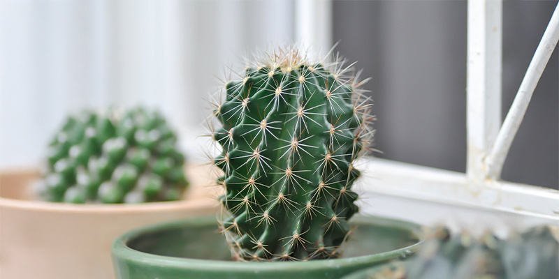 Looking after cacti: Easier than you think