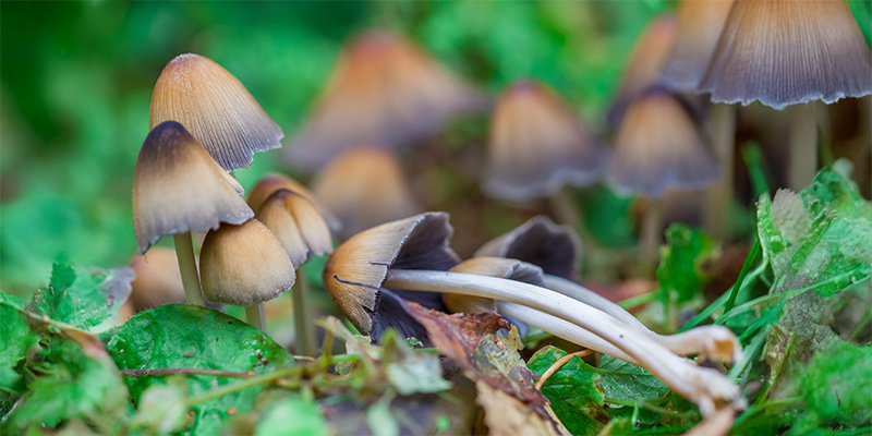 Vědom&aacute; cesta vpřed: enteogeny v modern&iacute;m světě