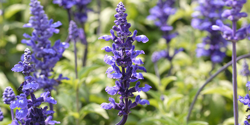 Salvia divinorum