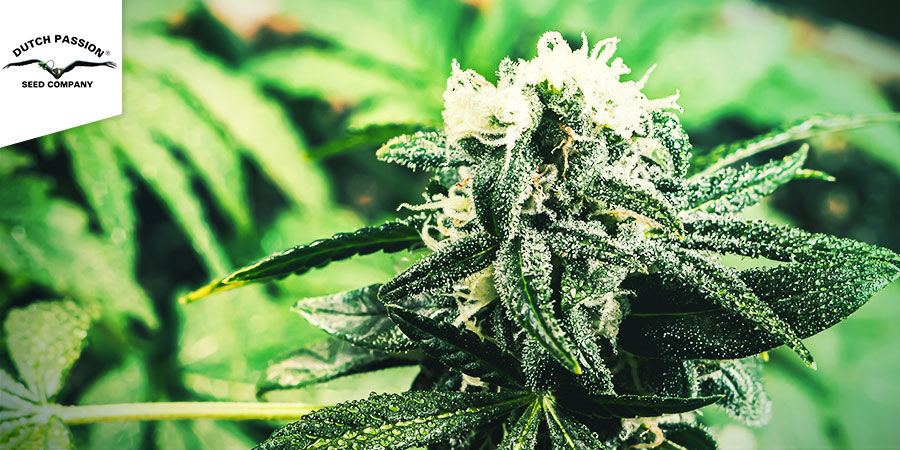 Auto CBD-Victory (Dutch Passion)