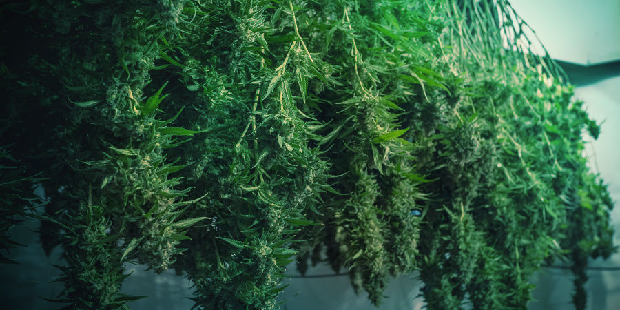 Jak předej&iacute;t plesniv&eacute;mu konop&iacute;