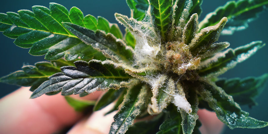 Jak rozpoznat pl&iacute;seň