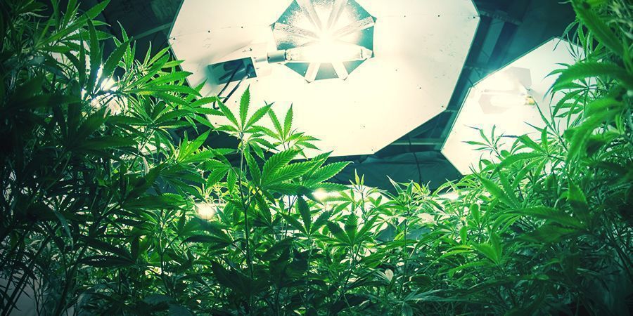 Samonakv&eacute;tac&iacute; rostliny konop&iacute;