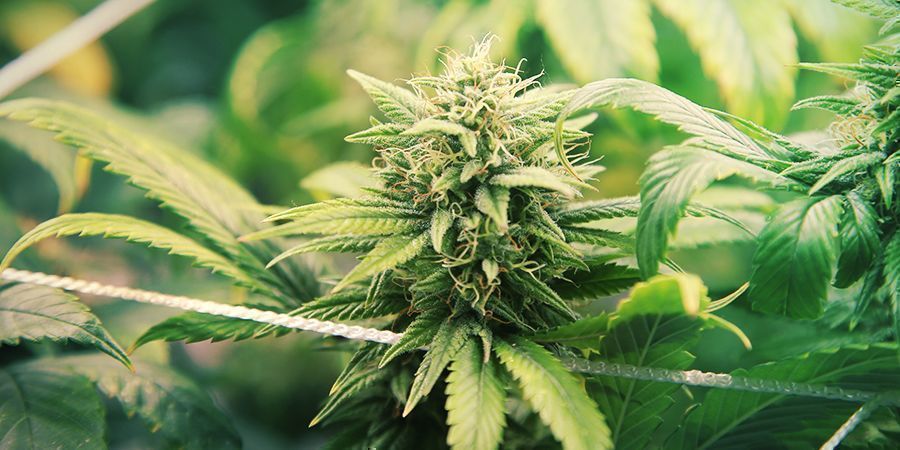 MORE NUTRIENTS DOESN&rsquo;T MEAN MORE BUDS