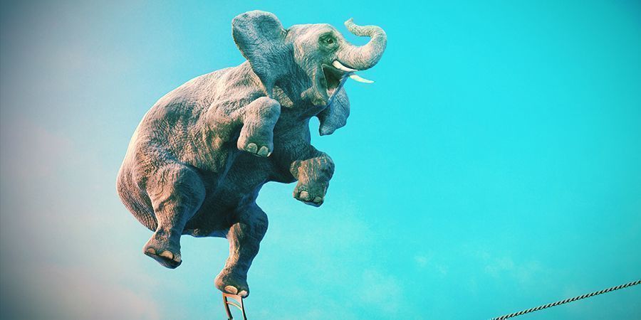 Sloni, kteř&iacute; se r&aacute;di zkouř&iacute; &ndash; alkohol a iboga