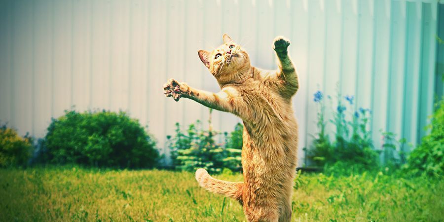 Kočky, kter&eacute; miluj&iacute; rau&scaron; &ndash; &scaron;anta kočič&iacute;