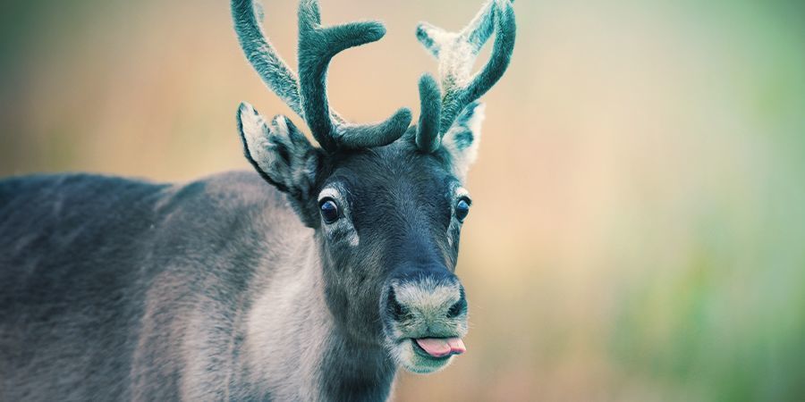 Reindeer That Love To Get High - Fly Agaric