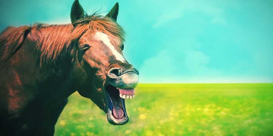 Koně, kteř&iacute; se r&aacute;di zfetuj&iacute; &ndash; locoweed