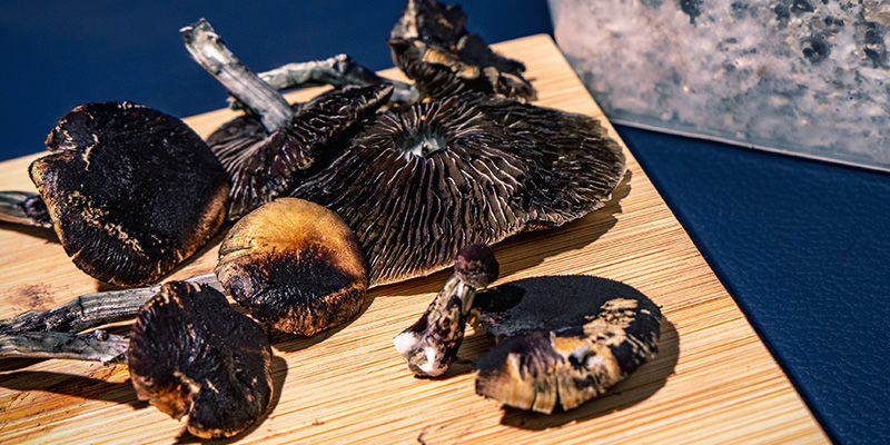 Lysohl&aacute;vky: Kdy už je na sklizeň pozdě?