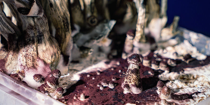 Lysohl&aacute;vky: Kdy už je na sklizeň pozdě?