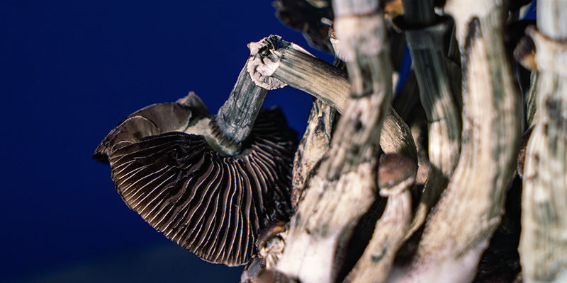 Lysohl&aacute;vky: Kdy už je na sklizeň pozdě?