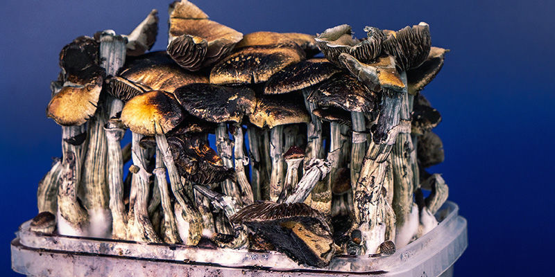 Lysohl&aacute;vky: Kdy už je na sklizeň pozdě?