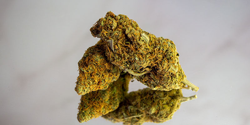 Vyzkou&scaron;ejte odrůdy s vysok&yacute;m obsahem THC