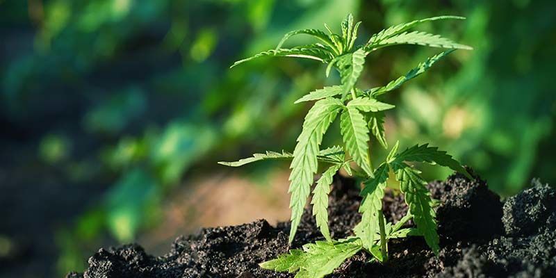 Jak pěstovat Gelato