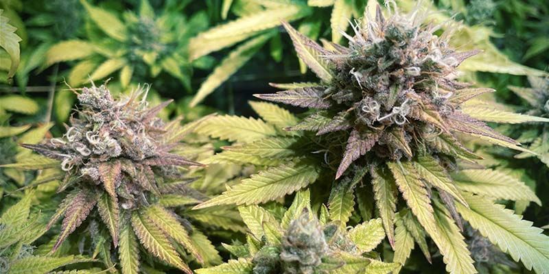 Gorilla Zkittlez (Feminizovan&aacute;)