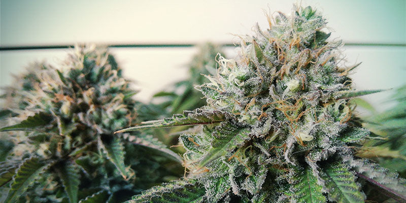 Blue Gelato 41 (feminizovan&aacute;)