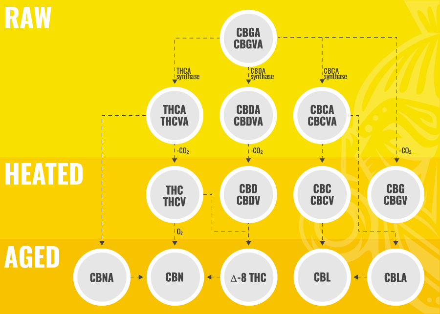 BIOSYNT&Eacute;ZA CBC