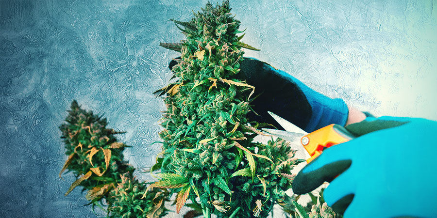 ZASTŘIH&Aacute;VEJTE A VYVAZUJTE SVŮJ KONOPN&Yacute; BONSAJ