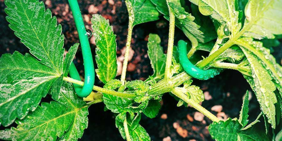 HST: Techniky tr&eacute;ninku s vysok&yacute;m stresem