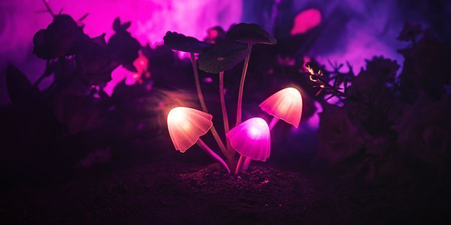 Lysohl&aacute;vky jsou považov&aacute;ny za relativně bezpečn&eacute;