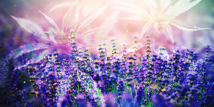 Konop&iacute; & linalool: Jak z něj můžete těžit?