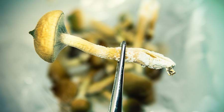 Co jsou lysohl&aacute;vky?