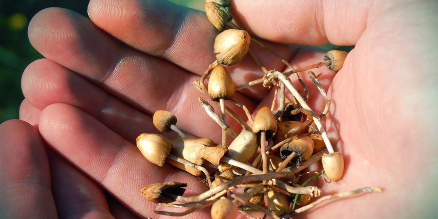 Jak&eacute; jsou &uacute;činky psilocybinu?