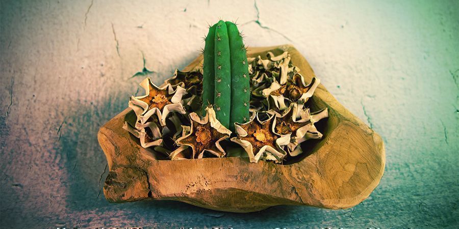 Vět&scaron;ina alkaloidů mezkalinu je v kůži kaktusu