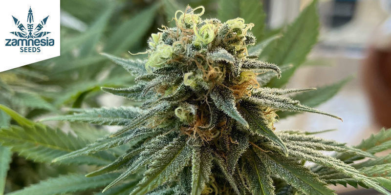 Runtz od Zamnesia Seeds