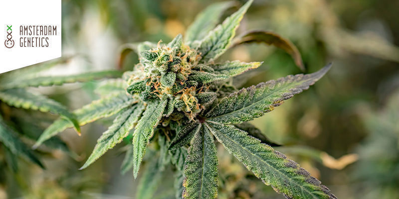 Royal Choco Od Amsterdam Genetics