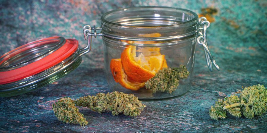 Osvěžen&iacute; star&eacute; tr&aacute;vy