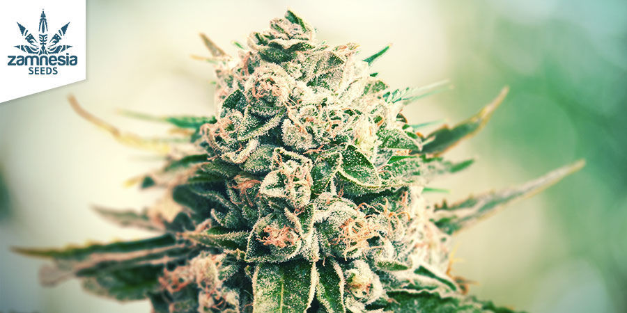 Gorilla Glue (Zamnesia Seeds) feminized